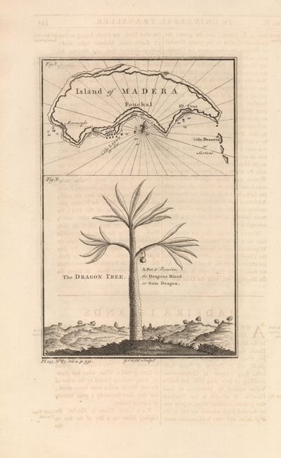 Island of Madera [on sheet with] The Dragon Tree
