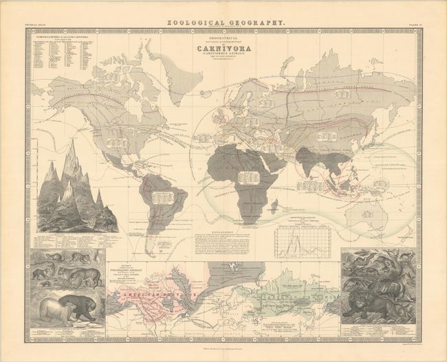 Geographical Divisions & Distribution of Carnivora (Carnivorous Animals) from the Latest Authorities