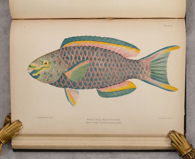 Bulletin of the United States Fish Commission. Vol. XX, for 1900. First Part - Investigations of the Aquatic Resources and Fisheries of Porto Rico