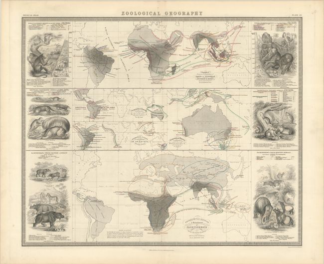 Geographical Division & Distribution of Simiae & Prosimiae... [on sheet with] ... of Edentata... [and] ... of Marsupialia... [and] ... of Pachydermata...