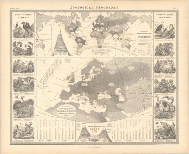Geographical Division and Distribution of Aves (Birds) Over the World [on sheet with] Geographical Division and Distribution of the Birds of Europe...