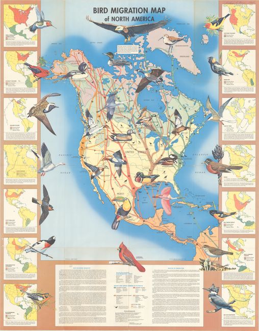 Bird Migration Map of North America